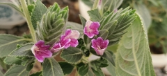 Strobilanthes quadrifaria