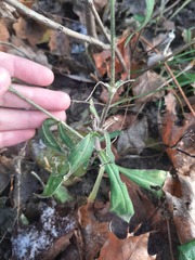 Silene latifolia alba