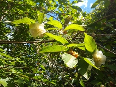Campomanesia guazumifolia