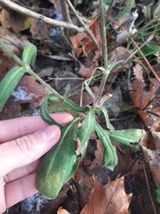 Silene latifolia alba