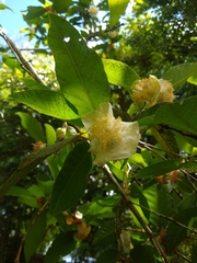 Campomanesia guazumifolia