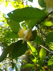 Campomanesia guazumifolia