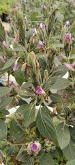 Strobilanthes quadrifaria