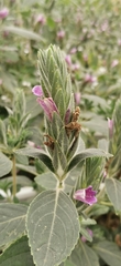 Strobilanthes quadrifaria