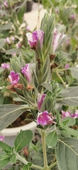 Strobilanthes quadrifaria