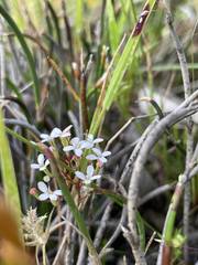 Stylidium pulchellum