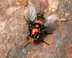 Amenia chrysame