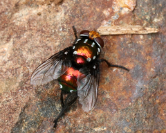 Amenia chrysame