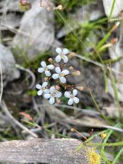 Stylidium pulchellum