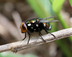 Amenia chrysame