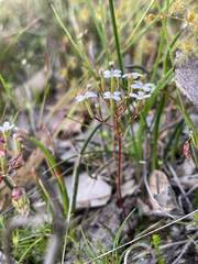 Stylidium pulchellum