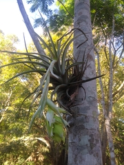 Tillandsia pohliana