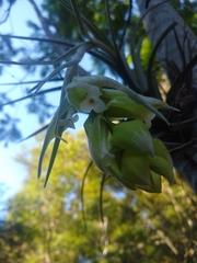 Tillandsia pohliana