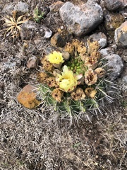 Parodia mammulosa