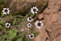 Felicia cymbalariae