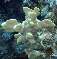 Millepora exaesa