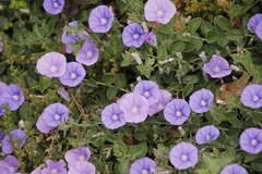 Convolvulus sabatius mauritanicus