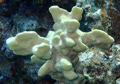 Millepora exaesa