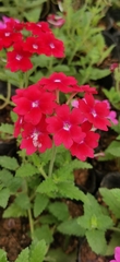 Glandularia × hybrida