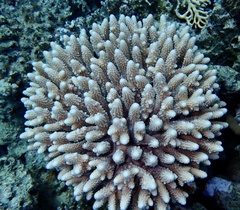 Acropora gemmifera