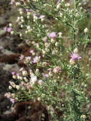 Centaurea pseudoleucolepis