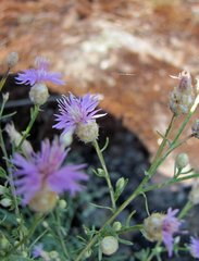 Centaurea pseudoleucolepis