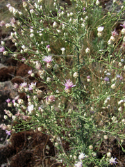 Centaurea pseudoleucolepis