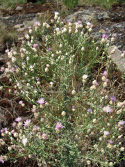Centaurea pseudoleucolepis