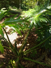 Thaumatophyllum bipinnatifidum