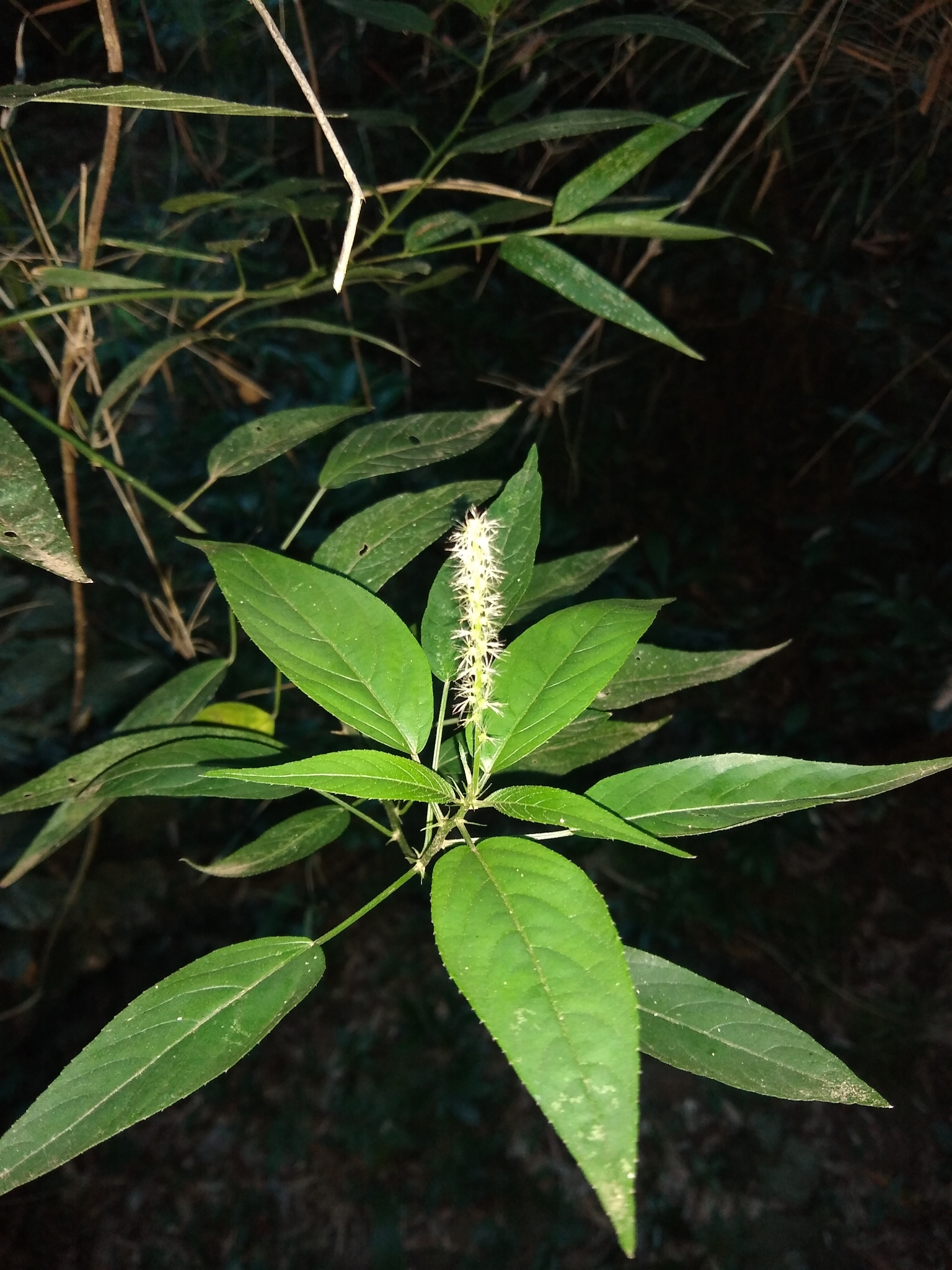 Acalypha brasiliensis Müll.Arg.
