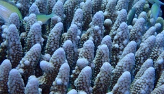 Acropora gemmifera