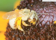 Halictus pseudovestitus