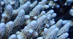 Acropora gemmifera