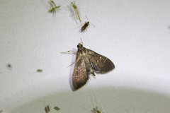 Pilocrocis
