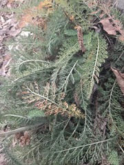 Achillea millefolium