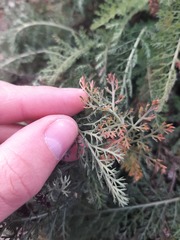 Achillea millefolium