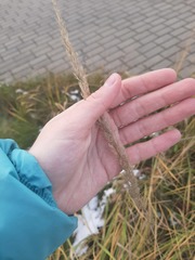 Calamagrostis epigejos