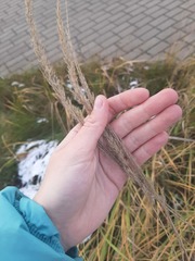 Calamagrostis epigejos