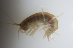 Gammarus roeselii