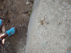 Heteropodinae