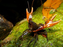 Euastacus gumar