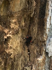 Microtomus purcis