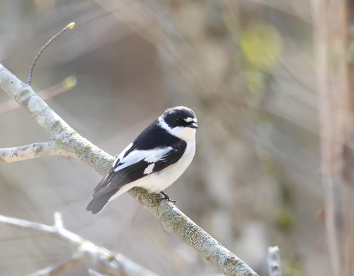 Semicollared Flycatcher, photo 6 of 9