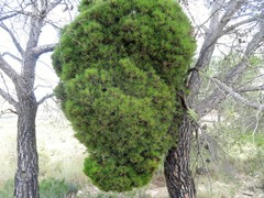 Phytoplasma pini