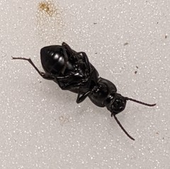 Tentyriini