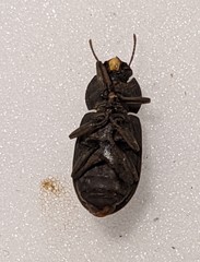 Gonocephalum