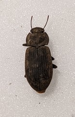 Gonocephalum
