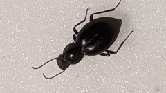 Tentyrina