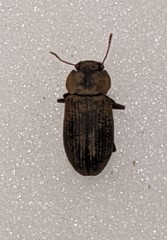 Gonocephalum