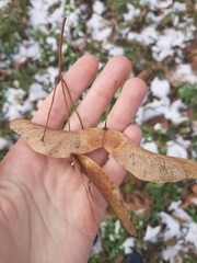 Acer platanoides